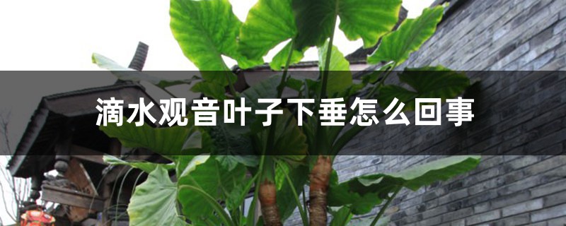 滴水觀音葉子下垂怎么回事，怎么辦