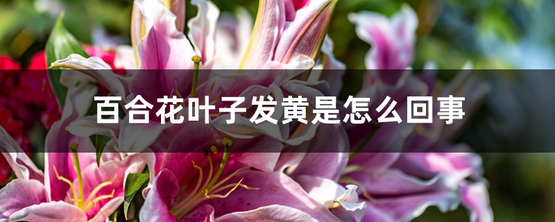 百合花葉子發(fā)黃是怎么回事，怎么救