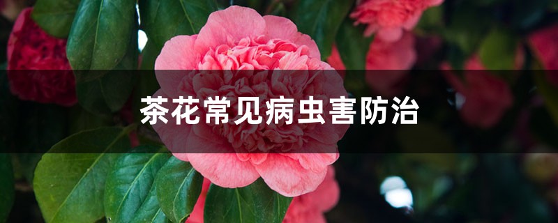 茶花常見病蟲害防治，茶花病蟲害用藥
