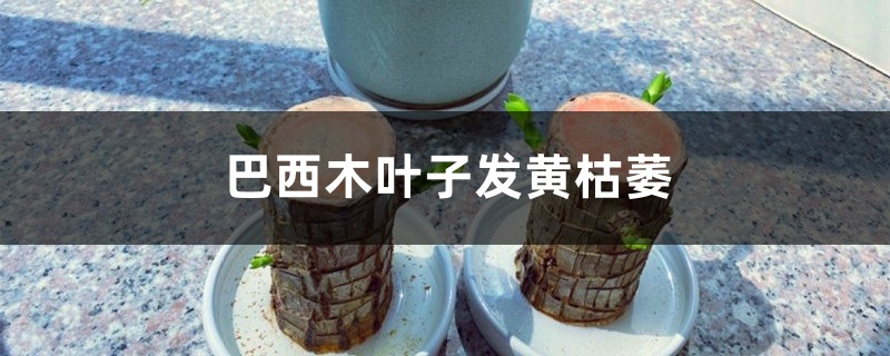 巴西木葉子發(fā)黃枯萎怎么辦 巴西木葉子發(fā)黃枯萎怎么辦