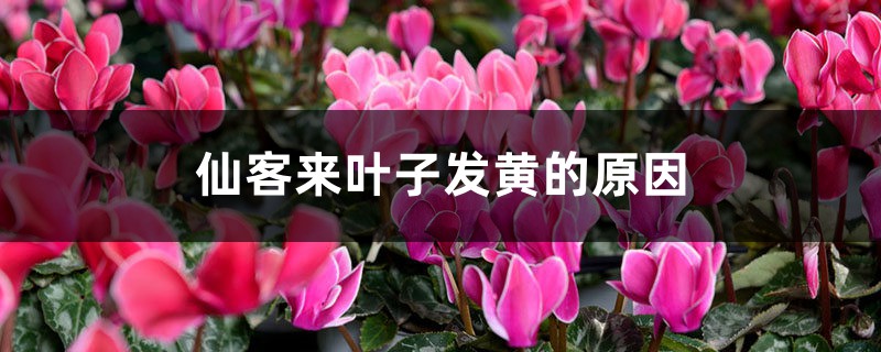 仙客來葉子發(fā)黃的原因，葉子發(fā)黃急救