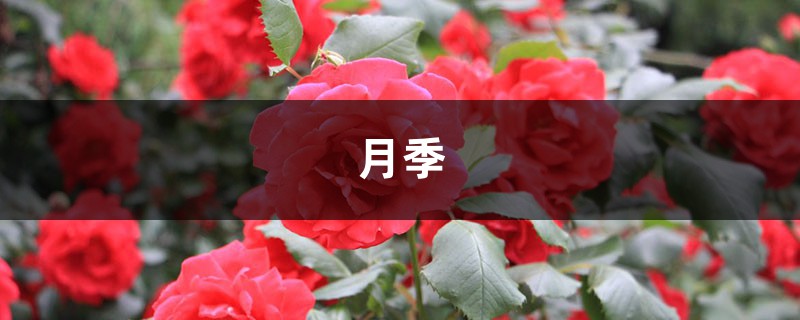 月季花愛(ài)招蟲(chóng)，給你支3招，讓它從此擺脫“藥罐子”稱號(hào)！