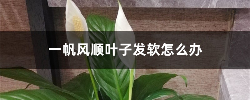 一帆風(fēng)順葉子發(fā)軟怎么辦，葉子發(fā)軟的原因
