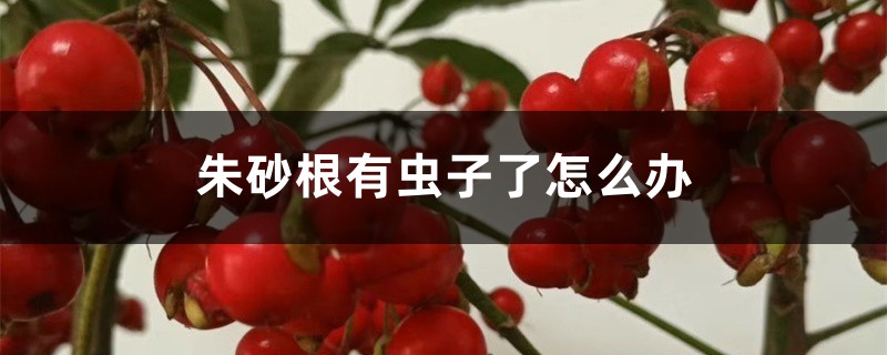 朱砂根有蟲子了怎么辦 朱砂根有蟲子了怎么辦