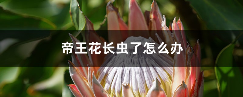 帝王花長蟲了怎么辦 帝王花長蟲了怎么辦