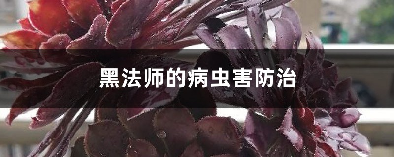 黑法師的病蟲(chóng)害防治 黑法師的病蟲(chóng)害防治