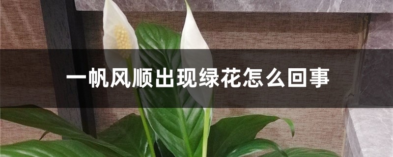 一帆風(fēng)順出現(xiàn)綠花怎么回事，怎么處理