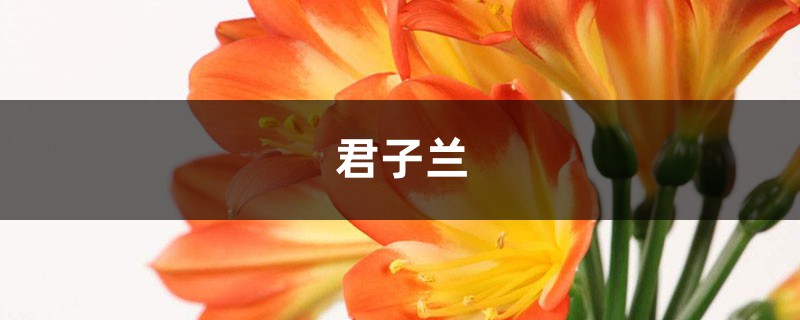 多肉君子蘭...爛根必死！再不救，活不過夏天！