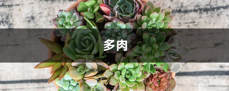 多肉招蟲趕緊殺 ，再不管，你的肉肉3天就死翹翹了！