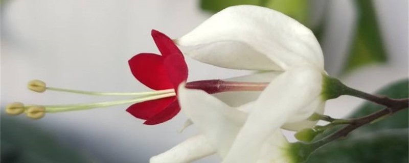龍吐珠黃葉的原因和處理辦法 龍吐珠黃葉的原因和處理辦法