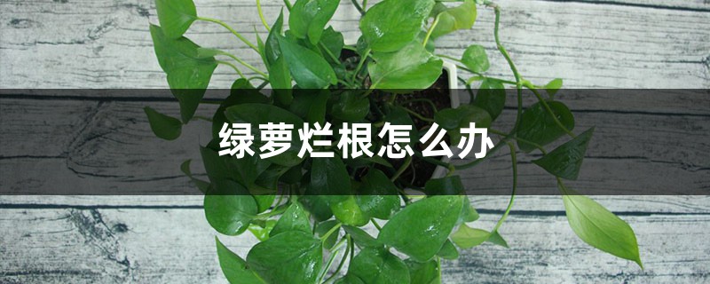綠蘿爛根怎么辦 綠蘿爛根怎么辦