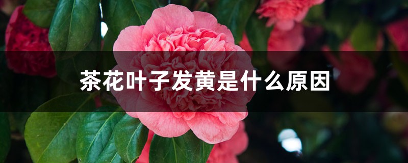 茶花葉子發(fā)黃是什么原因，茶花葉子中間一條黃