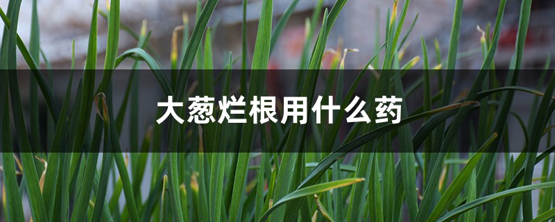 大蔥爛根用什么藥 大蔥爛根用什么藥
