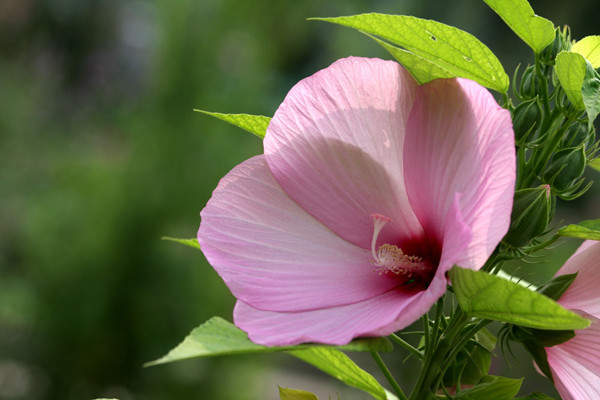 芙蓉葵的病蟲(chóng)害防治 芙蓉葵的病蟲(chóng)害防治