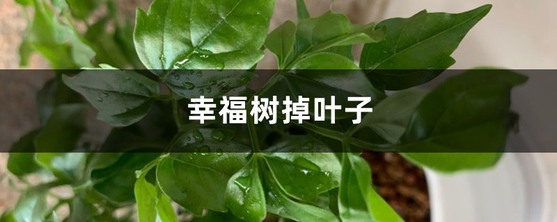 幸福樹(shù)掉葉子是什么原因，怎么挽救