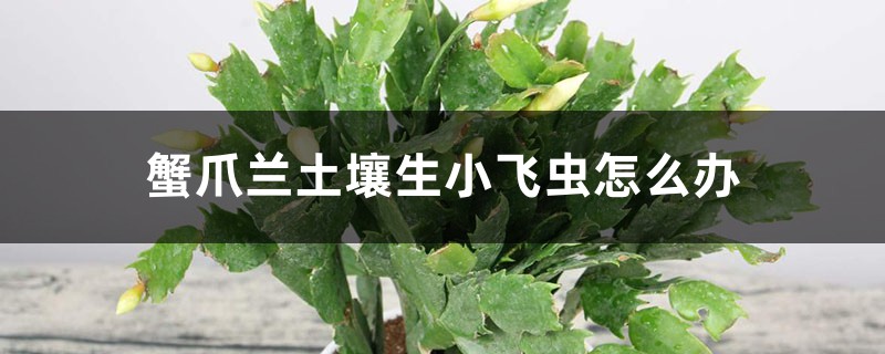 蟹爪蘭土壤生小飛蟲怎么辦，土壤能用雞蛋殼嗎