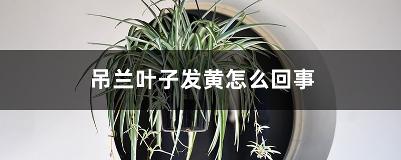 吊蘭葉子發(fā)黃怎么回事 吊蘭葉子發(fā)黃怎么回事