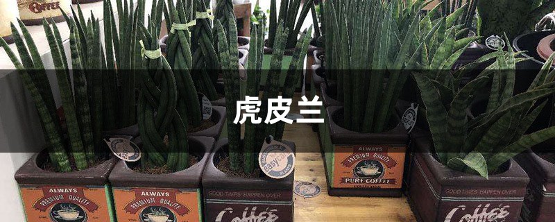 綠蘿虎皮蘭……長出這種斑，提高警惕，否則過幾天就死光！