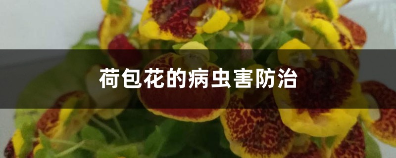 荷包花的病蟲(chóng)害防治 荷包花的病蟲(chóng)害防治