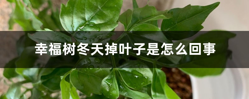 幸福樹冬天掉葉子是怎么回事 幸福樹冬天掉葉子是怎么回事