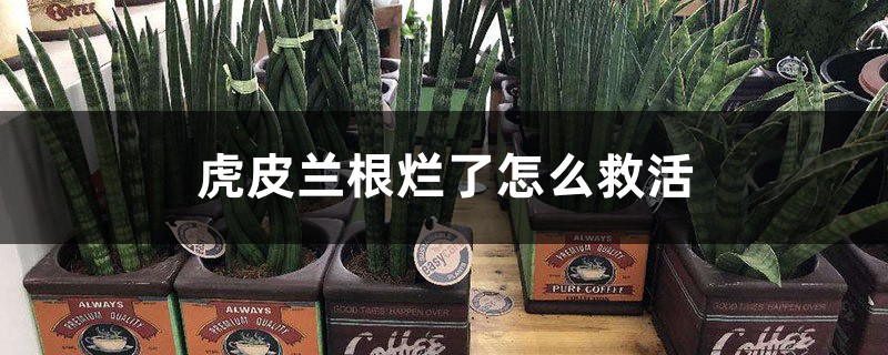 虎皮蘭根爛了怎么救活 虎皮蘭根爛了怎么救活