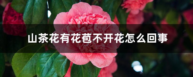 山茶花有花苞不開花怎么回事，有花苞時(shí)怎樣施肥和管理