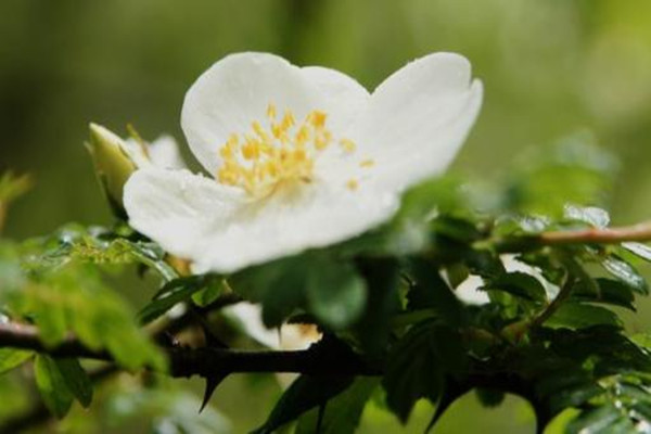 峨眉薔薇的病蟲害防治 峨眉薔薇的病蟲害防治