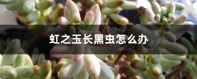 虹之玉長黑蟲怎么辦 虹之玉長黑蟲怎么辦