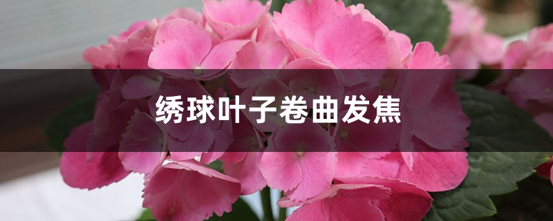 繡球葉子卷曲發(fā)焦怎么辦 繡球葉子卷曲發(fā)焦怎么辦