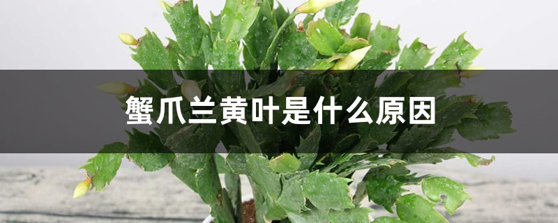 蟹爪蘭黃葉是什么原因，用什么補(bǔ)救