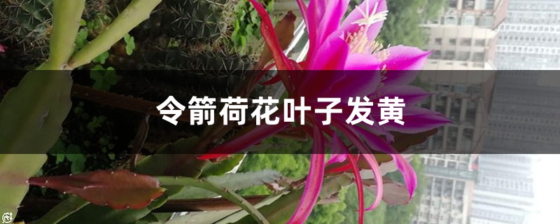 令箭荷花黃葉的原因及處理辦法 令箭荷花黃葉的原因及處理辦法