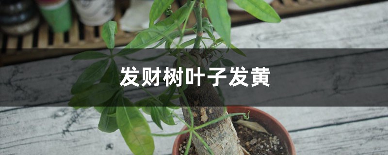 發(fā)財樹葉子發(fā)黃怎么救 發(fā)財樹葉子發(fā)黃怎么救