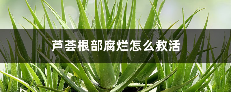 蘆薈根部腐爛怎么救活 蘆薈根部腐爛怎么救活