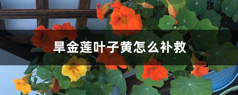 旱金蓮葉子黃怎么補救 旱金蓮葉子黃怎么補救