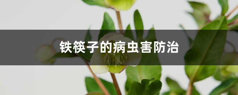鐵筷子的病蟲害防治 鐵筷子的病蟲害防治
