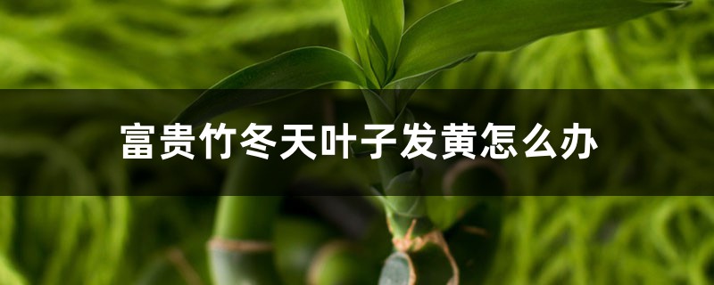 富貴竹冬天葉子發(fā)黃怎么辦 富貴竹冬天葉子發(fā)黃怎么辦