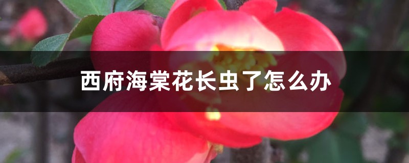 西府海棠花長(zhǎng)蟲了怎么辦 西府海棠花長(zhǎng)蟲了怎么辦