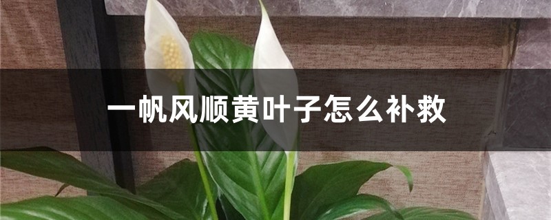 一帆風(fēng)順黃葉子怎么補(bǔ)救，黃葉的原因