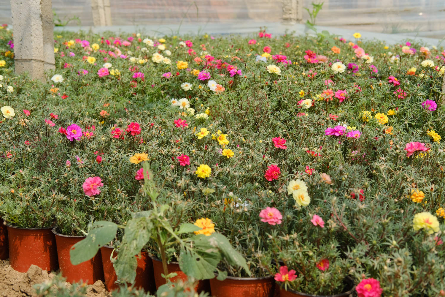 太陽花