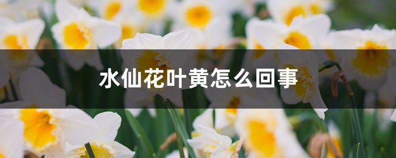 水仙花葉黃怎么回事，葉黃怎么處理