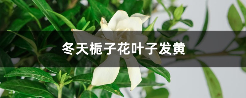 冬天梔子花葉子發(fā)黃 冬天梔子花葉子發(fā)黃