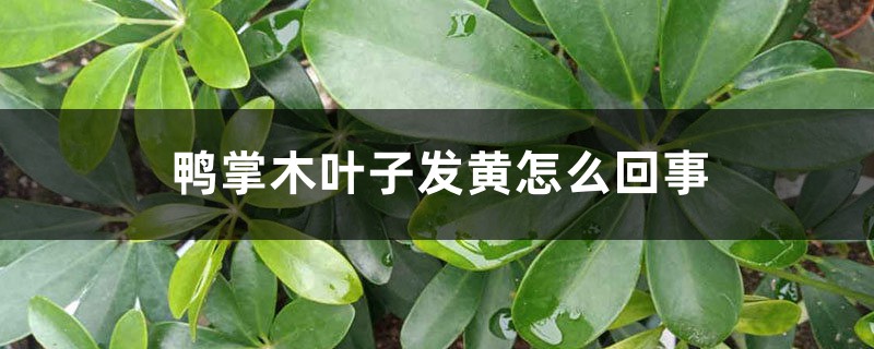 鴨掌木葉子發(fā)黃怎么回事 鴨掌木葉子發(fā)黃怎么回事