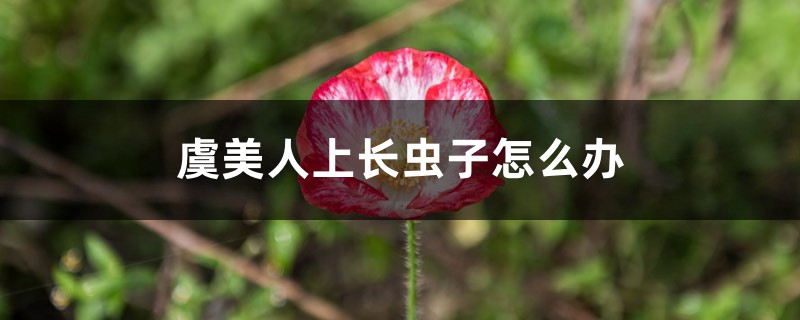 虞美人上長蟲子怎么辦 虞美人上長蟲子怎么辦