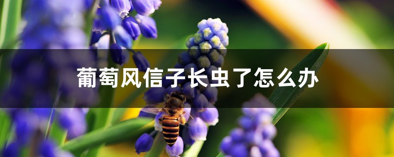 葡萄風(fēng)信子長(zhǎng)蟲(chóng)了怎么辦 葡萄風(fēng)信子長(zhǎng)蟲(chóng)了怎么辦