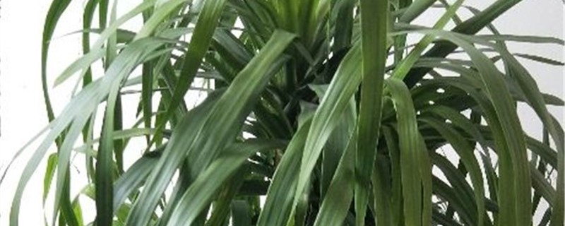 龍須蘭黃葉的原因和處理辦法 龍須蘭黃葉的原因和處理辦法