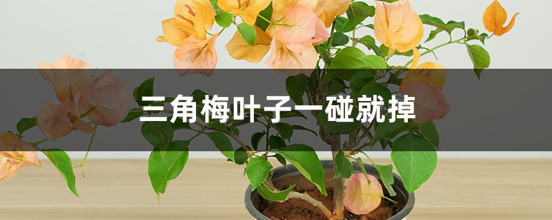 三角梅葉子一碰就掉的原因，解決方法