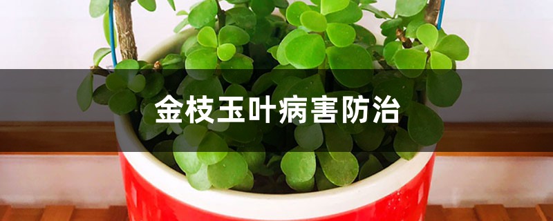 金枝玉葉病害防治 金枝玉葉病害防治