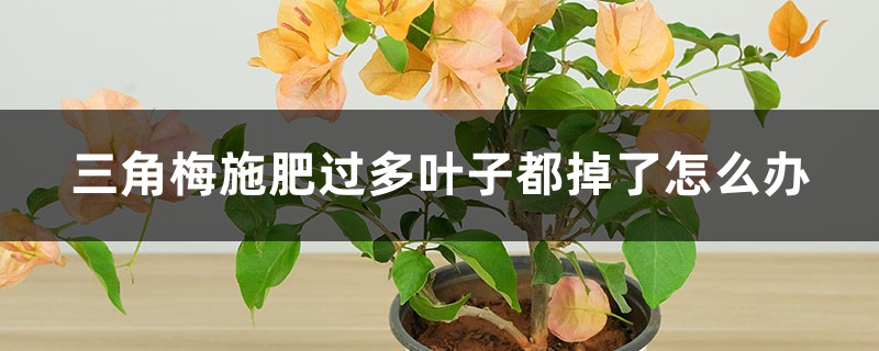 三角梅施肥過(guò)多葉子都掉了怎么辦，葉子發(fā)黃一碰就掉的原因及解決方法