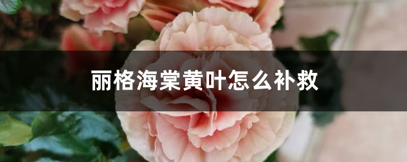 麗格海棠黃葉的原因和處理辦法 麗格海棠黃葉的原因和處理辦法