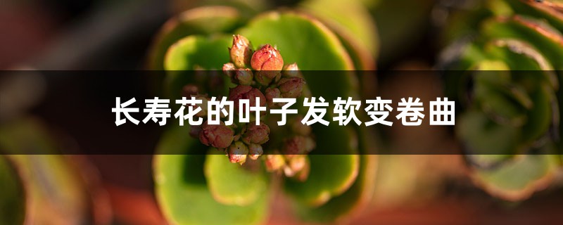 長壽花的葉子發(fā)軟變卷曲，修剪方法圖解